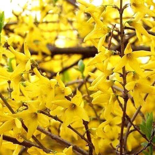 Forsythia Drying Process